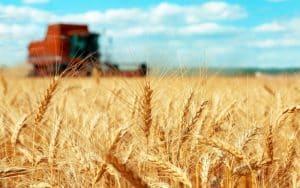 Trade Tensions Loom as China Imposes Ban on US$400 Million Australian Wheat