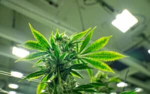 Cannabis Entrepreneurs and Investors Optimistic as Legalization Spreads