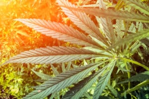 Boost to Federal Marijuana Legalization as Bill Reintroduced to Congress