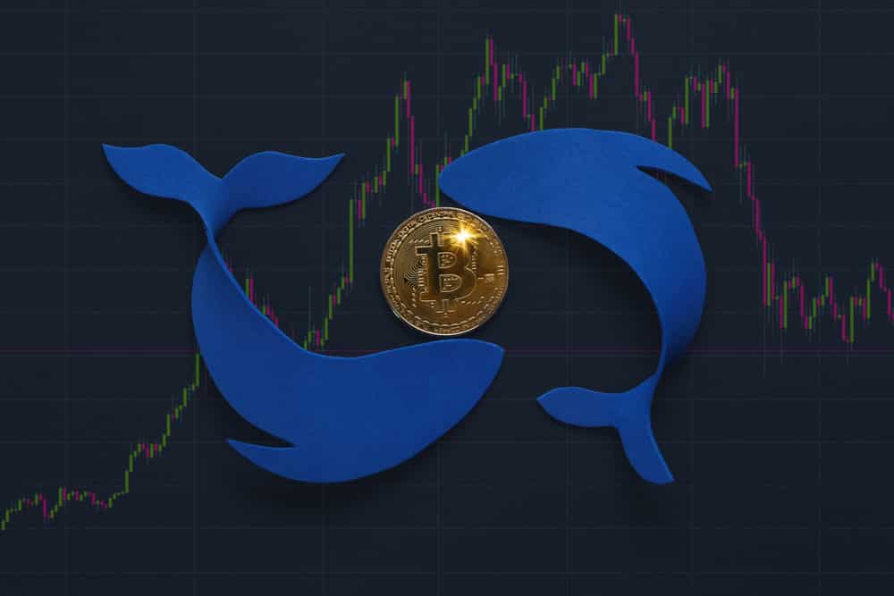 A Top Bitcoin Whale Has Bought 456 BTCs in New Year Dip