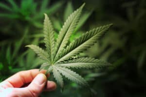 Cannabis Compounds Found to Stop Covid-19 Virus, Oregon University Study