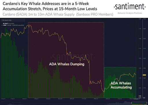 Cardano’s Key Whale Addresses