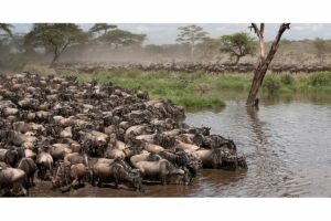 Tourism overtakes gold as Tanzania’s top foreign exchange earner