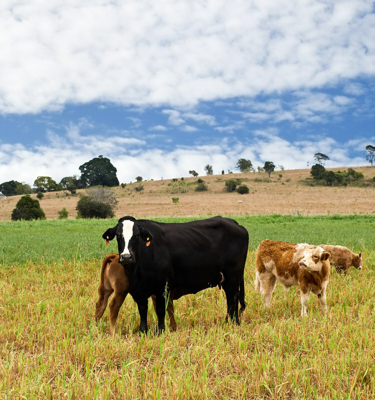 Australian barley use to rise on cattle feed demand