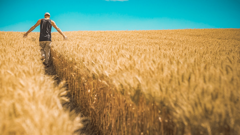 Wheat Disease Losses Total $2.9 Billion Across United States And Canada Between 2018 And 2021