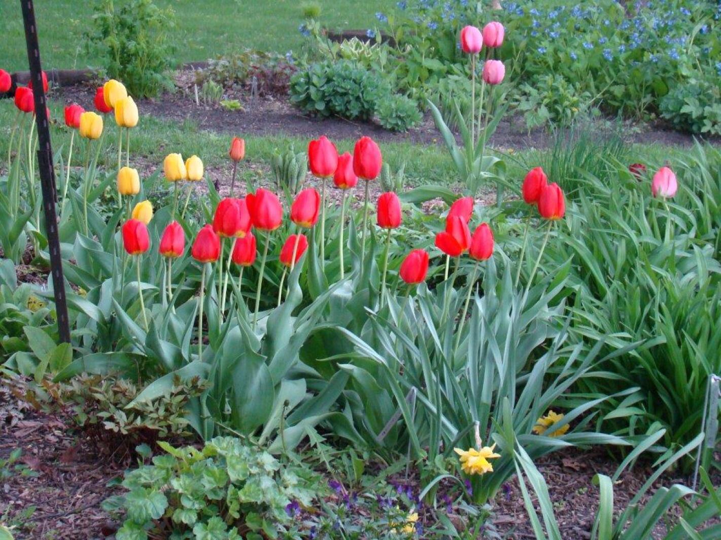 Master Gardener Sue Morris: Planting season has arrived for spring flowering bulbs