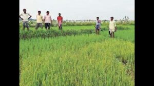 Paddy procurement to begin Nov 1 in Prayagraj with enhanced MSP