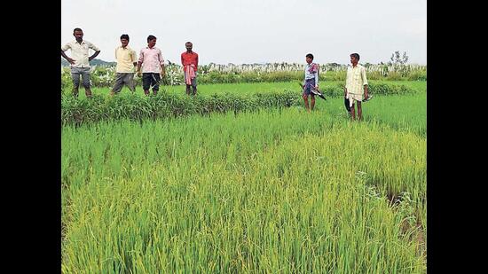 Paddy procurement to begin Nov 1 in Prayagraj with enhanced MSP