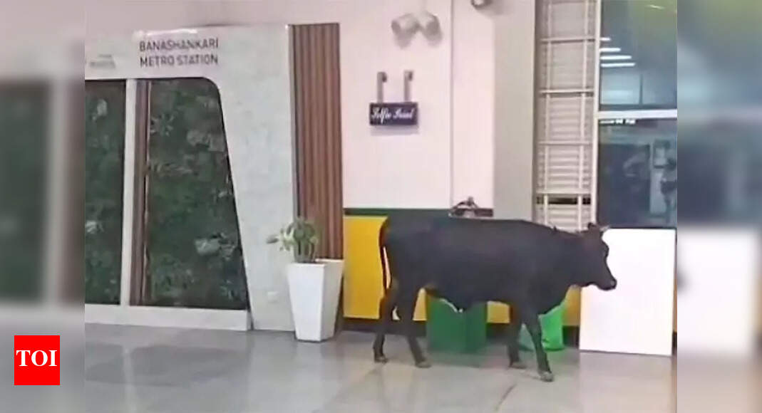 When a cow wandered into Bengaluru’s Banashankari Metro station | Bengaluru News – The Times of India